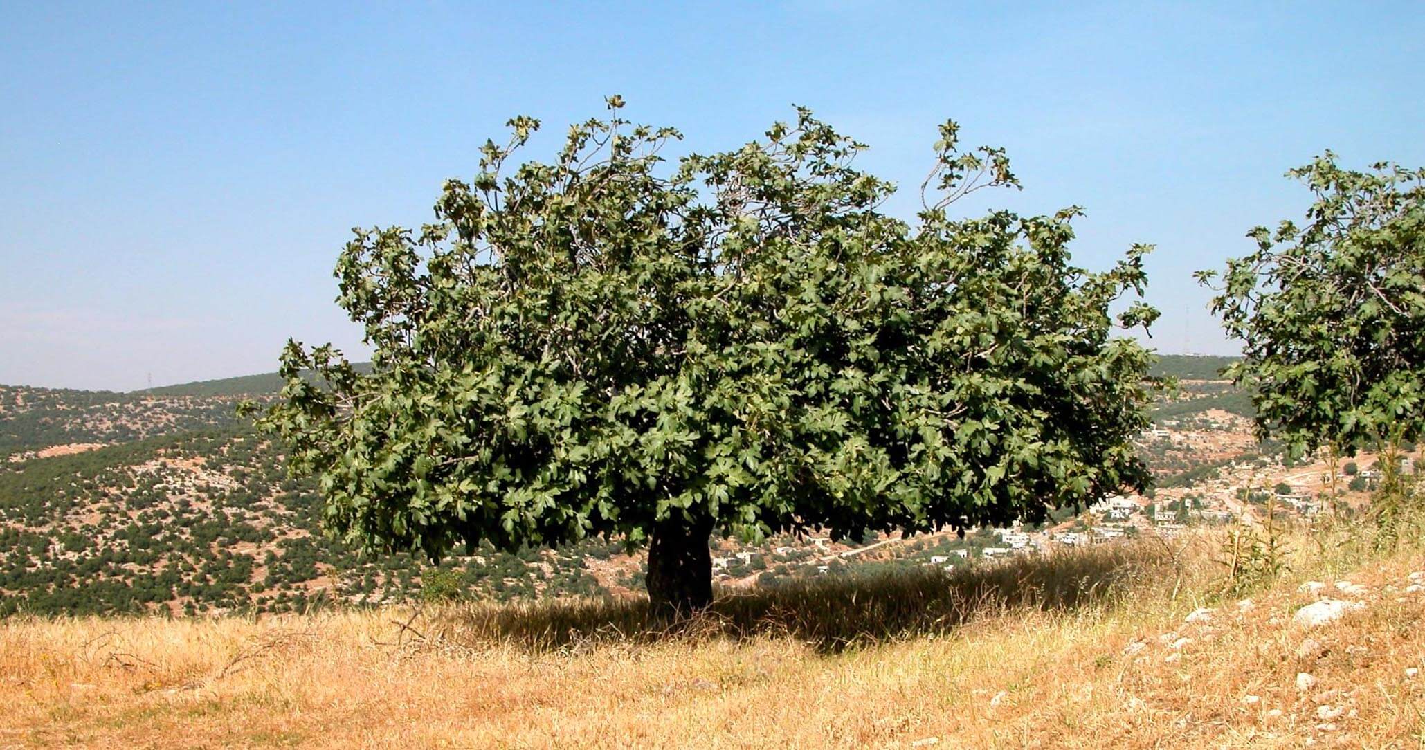 cursing-the-fig-tree-northstar-church